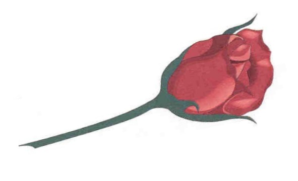 Pinchbeck Rose